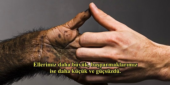 Elin Evrimi: Ellerimizin Neden Diğer Primatlarınkine Benzemediğini Biliyor musunuz?