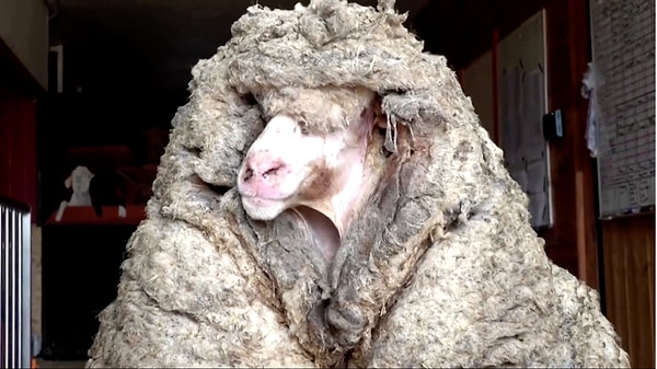 3. За это время Барак успел порядочно обрасти: когда спасатели доставили его в заповедник, там с животного состригли почти 35 кг свалявшейся шерсти.