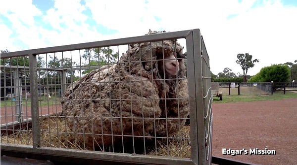 4. А это ни много ни мало половина веса взрослого кенгуру.