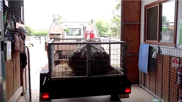 5. Овец необходимо стричь хотя бы раз в год, иначе шерсть продолжает расти и начинает доставлять животному дискомфорт.