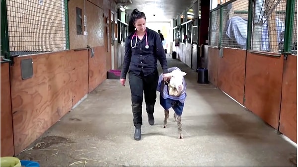 9. С облегчением, дорогой Барак!