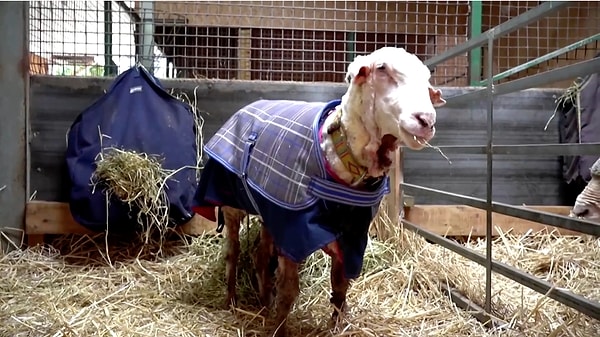 10. Теперь счастливая овечка восстанавливается после своего затянувшегося побега и обживается в своем новом доме в заповеднике :).