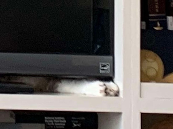 Ну что, все еще не можете найти домашнюю любимицу?