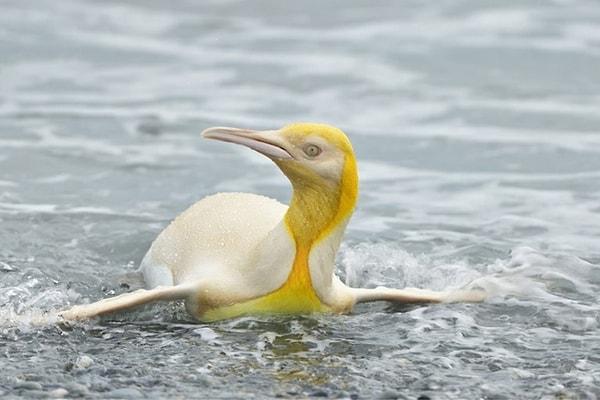 7. Bu çok nadir görülen sarı penguenin fotoğrafını çekmek için Belçikalı fotoğrafçı Yves Adams çok uğraşmış.