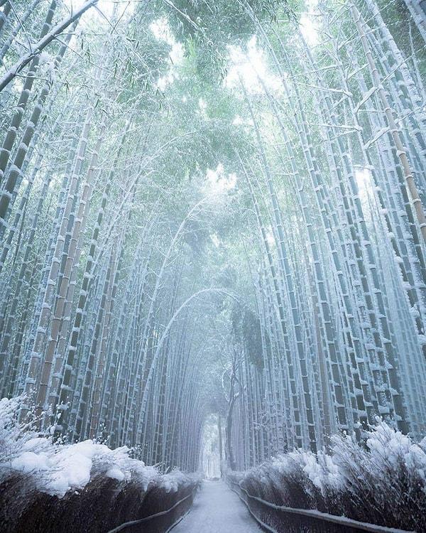 10. Donmuş bambu ağaçları içinde biraz yürüyelim mi?
