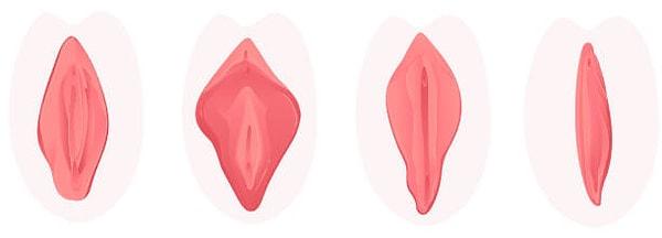 Vulvada vajina girişini kapatan dış ve iç dudaklar vardır.