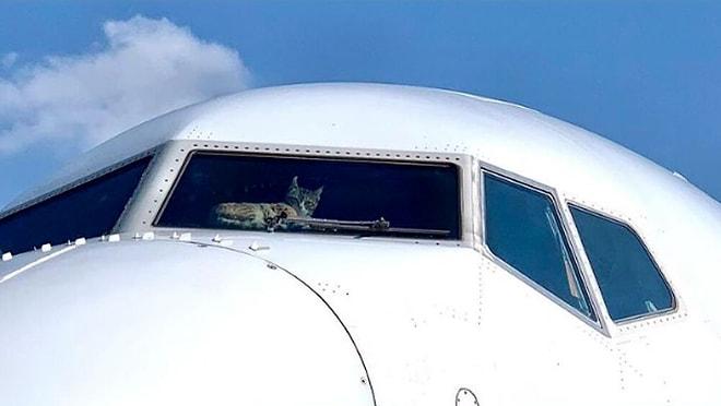 Kokpite Girip Pilotlara Saldıran Kedi, Uçağa Acil İniş Yaptırdı