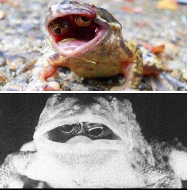 13. "Bir genetik mutasyondan dolayı gözleri ağzının içinde olan bu kurbağa"