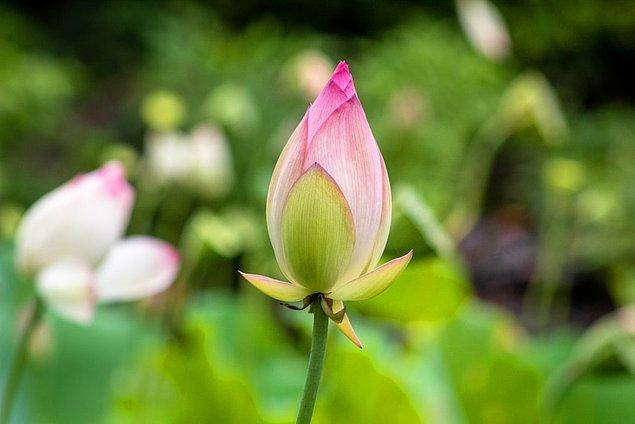 15. Tayland: Nilüfer çiçeğinin tomurcuklarını yiyin.