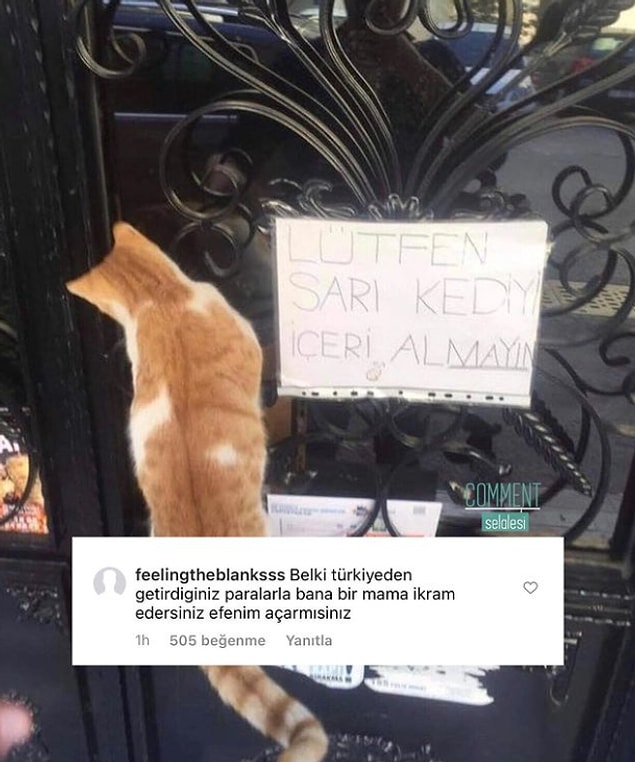 11. Dilenci değilim, varsa biraz yaş mama rica edecektim.