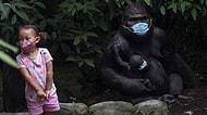 İnsan Dışında İlk: ABD'de Gorillere Koronavirüs Aşısı Yapıldı