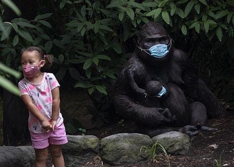 İnsan Dışında İlk: ABD'de Gorillere Koronavirüs Aşısı Yapıldı