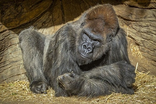 İnsan Dışında İlk: ABD'de Gorillere Koronavirüs Aşısı Yapıldı