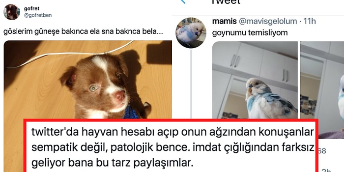 Eğlenceli mi İtici mi? Evcil Hayvanları Bozuk Türkçe İle Konuşturan Sosyal Medya Hesapları Tartışılıyor