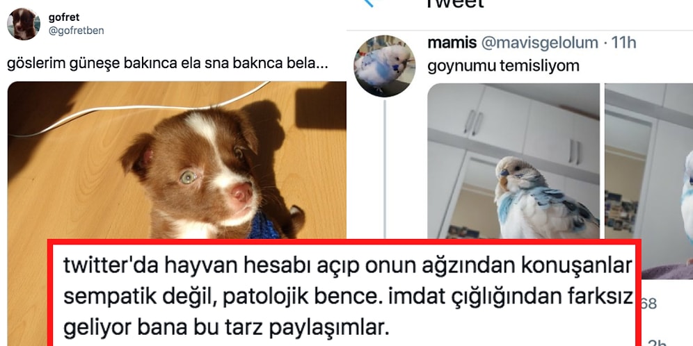 Eğlenceli mi İtici mi? Evcil Hayvanları Bozuk Türkçe İle Konuşturan Sosyal Medya Hesapları Tartışılıyor