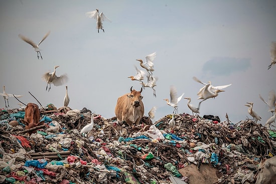 Hamile İneğin Midesinden 71 Kilo Atık Madde Çıktı: Anne İnek ve Yavrusu Öldü...