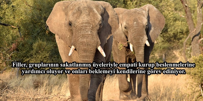 Okuduktan Sonra Bir Daha Kendinizi Hayvanlardan Üstün Görmenizi İmkansız Hale Getirecek Bilgiler