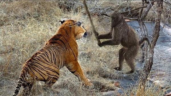 1. Vahşi doğada insansı maymunlar, yavru kaplanların kulaklarını ve kuyruklarını çekerek; bunun yanında kaçtıklarında onları yakalayarak kendilerine göre bir oyun geliştirebiliyor.