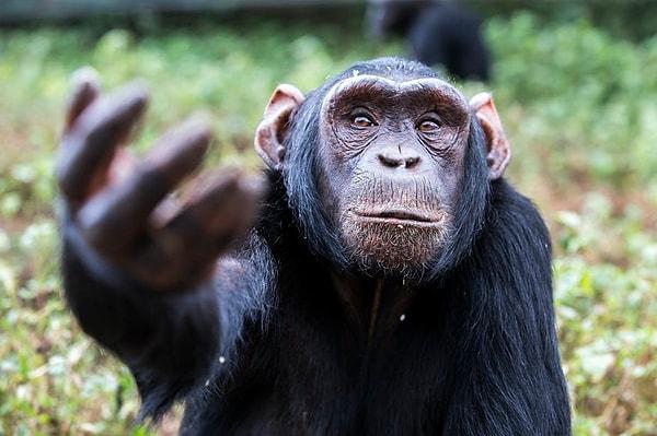 2. Şempanzeler, insanlar gibi sözlü iletişim kuramamalarına rağmen işaret diliyle birbirleriyle anlaşıyor.