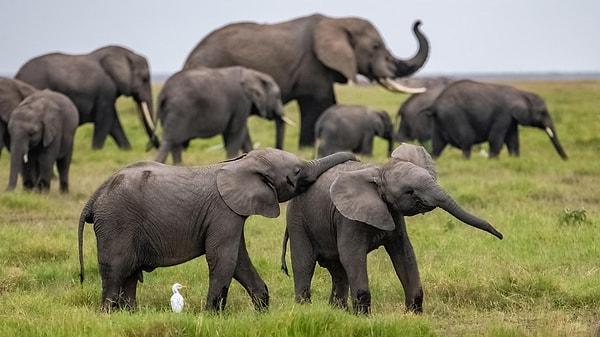 5. Filler, gruplarında herhangi bir yönden sakatlanmış üyeleriyle empati kurup beslenmelerine yardımcı oluyor ve onları beklemeyi kendilerine görev ediniyor.