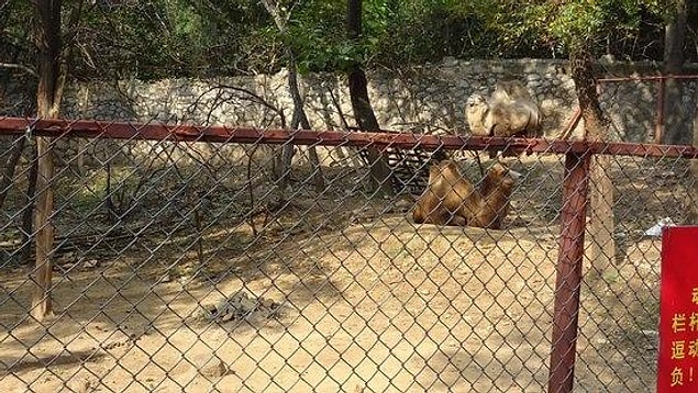 Çin'deki hayvanat bahçelerinde hayvanların yaşadığı kötü koşullar sık sık gündeme geliyor.