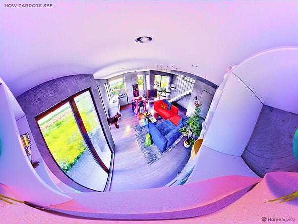 А так видит попугай