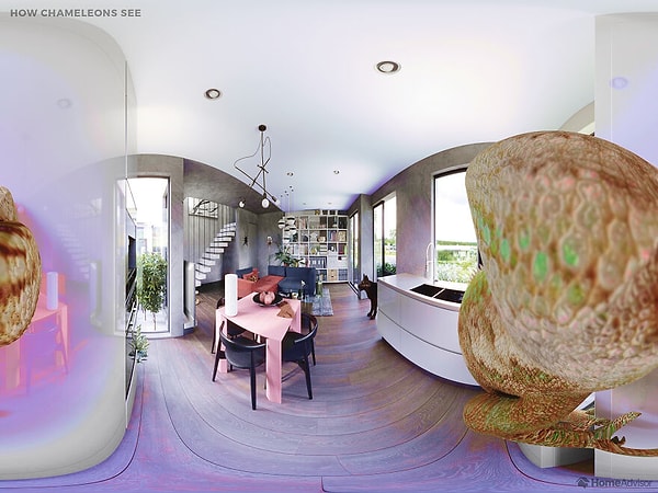 Как видят хамелеоны