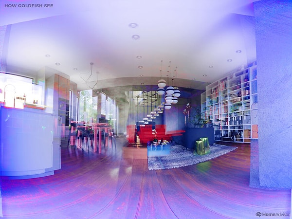 Золотые рыбки