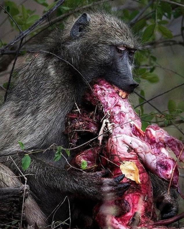 5. "Bebek bir impalayı kemiren Güney Afrika babunu:"