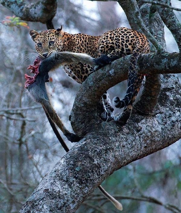 11. "Langur yiyen bir leopar:"