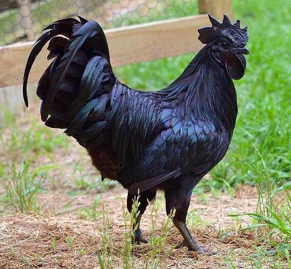 12. "Endonezya'da yaşayan bu siyah tavuklar:"