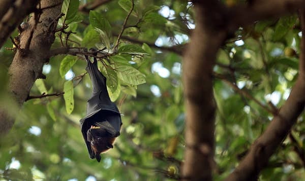 9. Бешенство ужасно. Вы можете заразиться этим (и даже не подозревать об этом) от летучих мышей, которые живут по всему миру. Болезнь может проявиться сразу или через три года. Но это не имеет значения, потому что, как только симптомы проявятся, вы уже мертвы