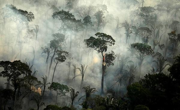 En fazla yıkım Amazon ve sınırındaki yağmur ormanlarında