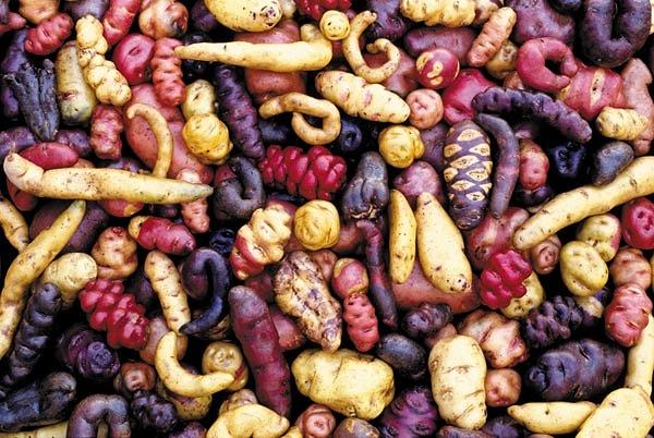 11. Peru'da 3.000'den fazla patates çeşidi bulunuyor.