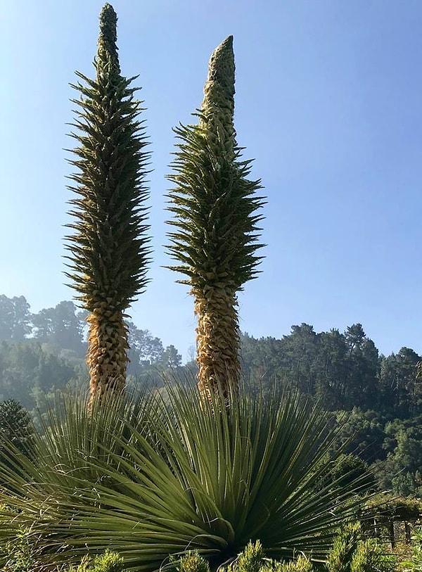 13. Dünyanın en uzun çiçekli bitkisi Peru'da yetişir.