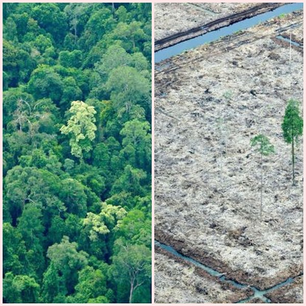 9. Endonezya'daki ormansızlaşma, ülkeyi en yüksek sera gazı emisyonuna sahip ülkelerden biri haline getirdi.