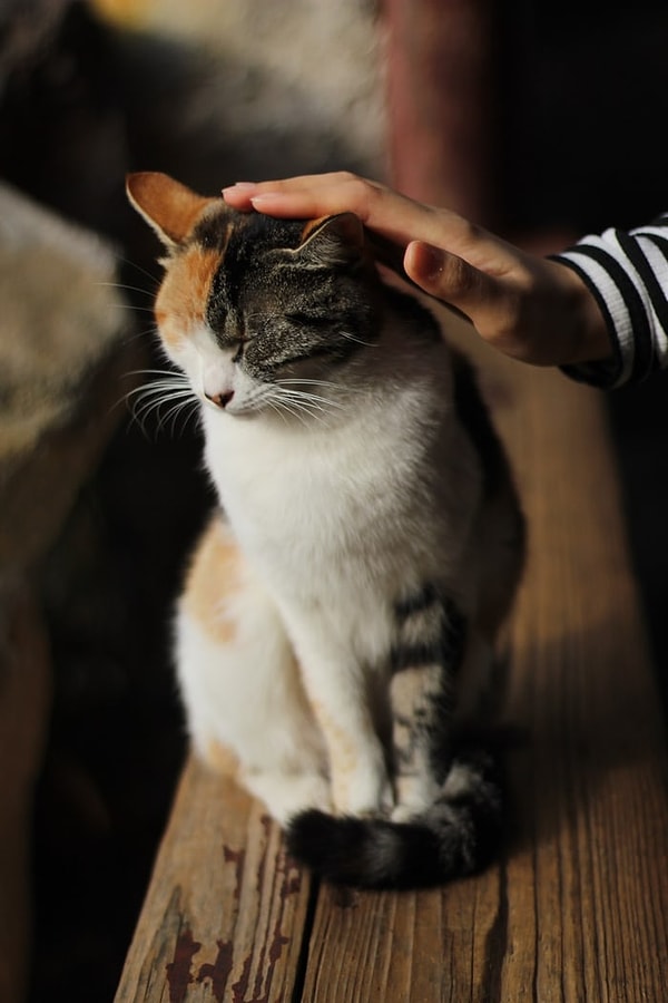 Öncelikle özellikle kedi ve köpek gibi evcil hayvanlar bizim algıladığımız 'şefkat' kavramına uygun şekilde hareketlerde bulunurlar.