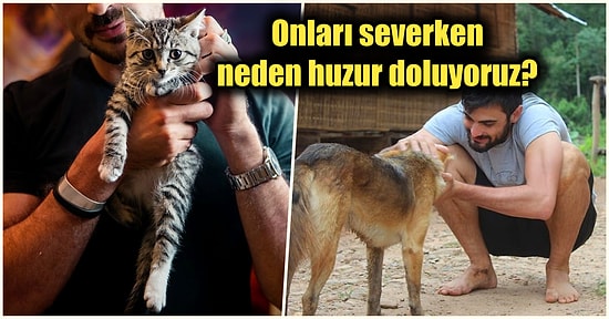 Tüylü Dostlarımızı Severken Neden Kendimizi Daha Sakin Hissederiz?