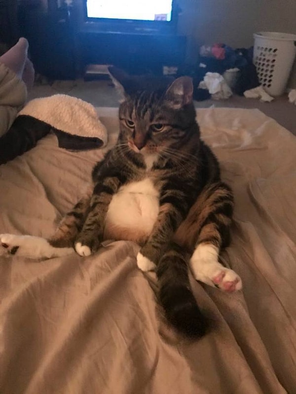 8. "Мой кот может сидеть в такой позе целую вечность, пока ты хорошенько его не погладишь".