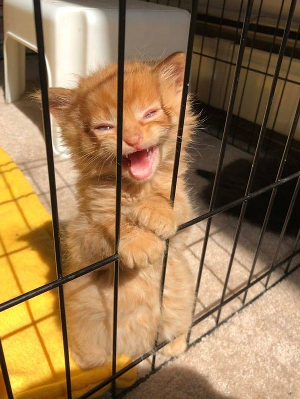 18. "Погладь меня, Человек!"