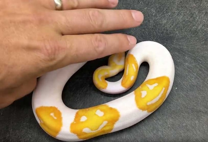 Американский селекционер продал питона "со смайликами", которого выводил 8 лет, за 6 тысяч долларов