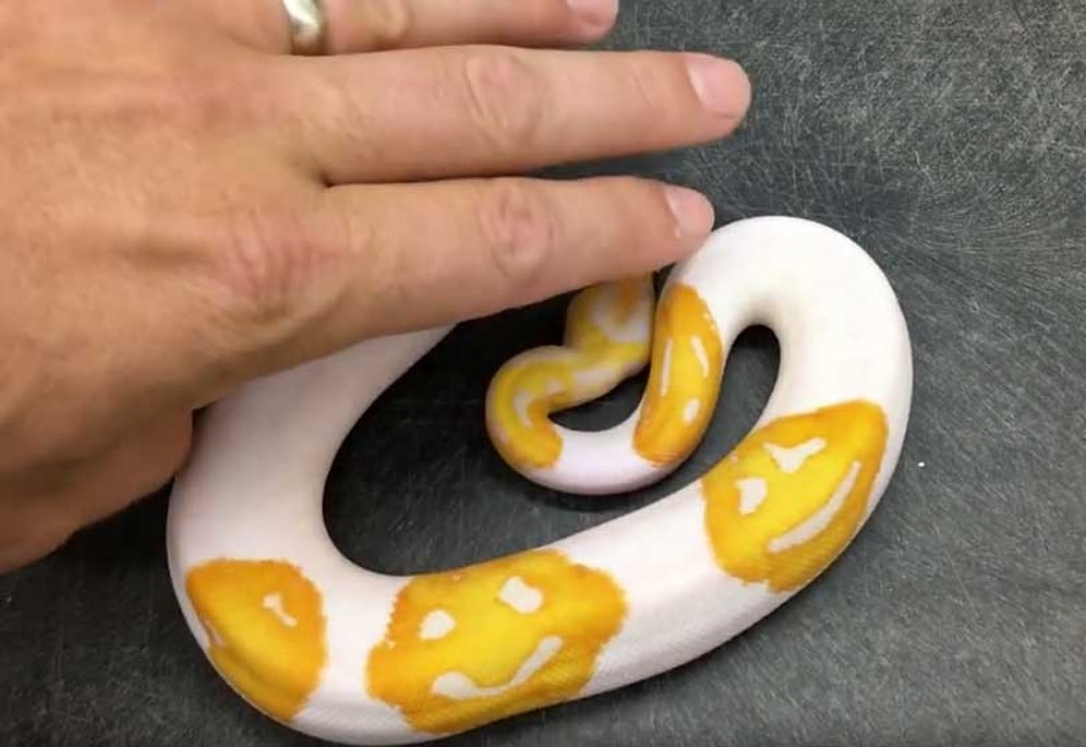 Американский селекционер продал питона "со смайликами", которого выводил 8 лет, за 6 тысяч долларов