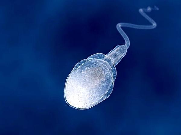 Spermin canlıların üremesi için en gerekli etmen olduğunu biliyoruz.