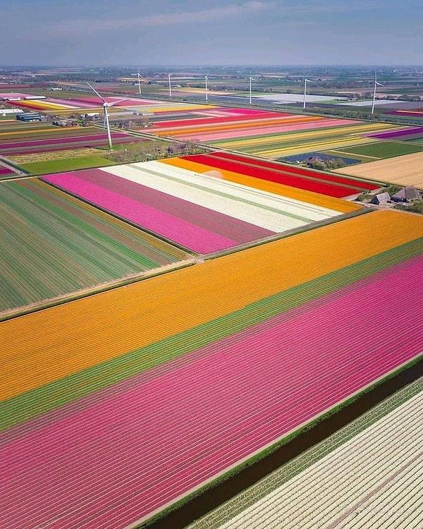 2. "Hollanda'daki lale tarlaları"
