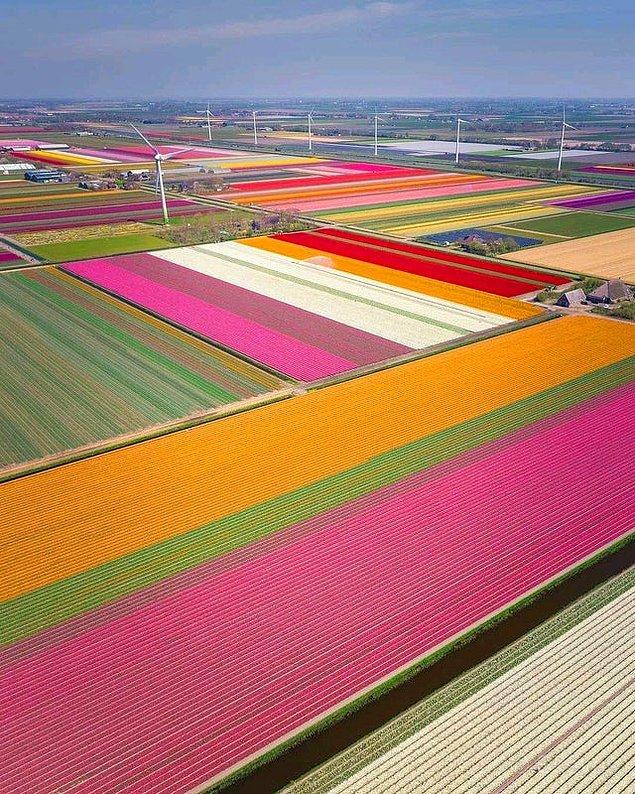 2. "Hollanda'daki lale tarlaları"