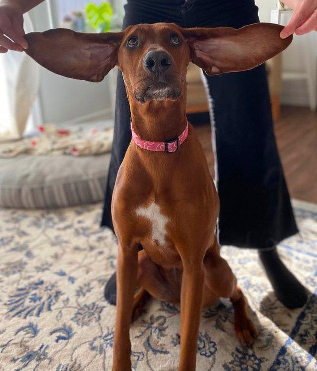 15. "Köpeğimin kulakları normalden birazcık büyük."😂
