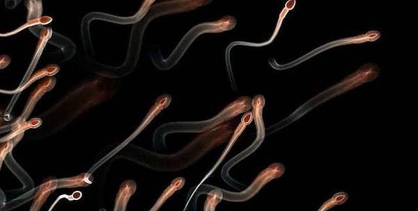10. Sperm, hücre ve doku yenilenmesi konusunda da oldukça iddialı!