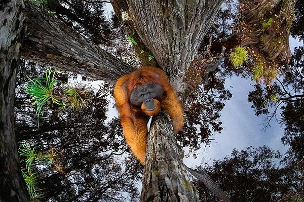 Profesyonel ve amatörler tarafından 6 kıta ve 20 ülkede çekilen olağanüstü görüntülerin katıldığı 2020 yılı yarışmasının büyük ödülünü nesli tükenmekte olan Borneo orangutanını görüntüleyen Kanadalı fotoğrafçı Thomas Vijayan aldı.