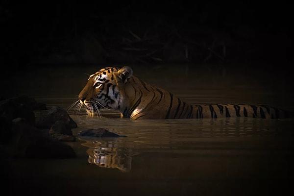 Hayvan Portreleri kategorisinde birinci seçilen İngiliz fotoğrafçı Nick Dale'in çektiği Bengal Kaplanı görüntüsü