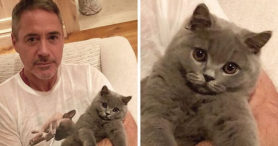 15 знаменитостей, которые те еще кошатники